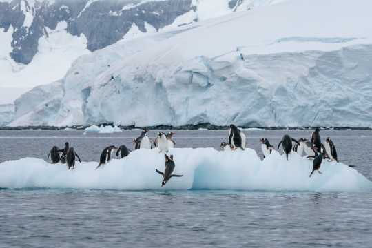 Unzählige Pinguine auf einer Eisscholle, einige springen ins Wasser, im Hintergrund sind Eisberge zu sehen