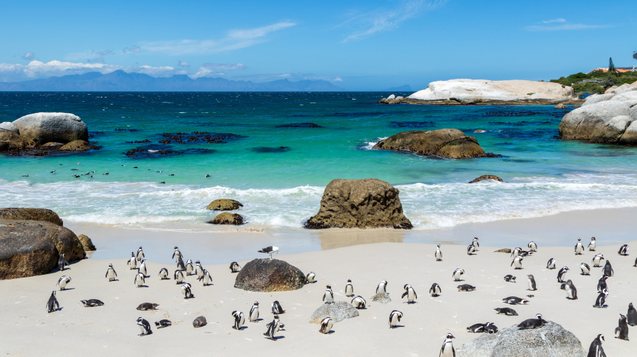Suedafrika Pinguine Strand Meer