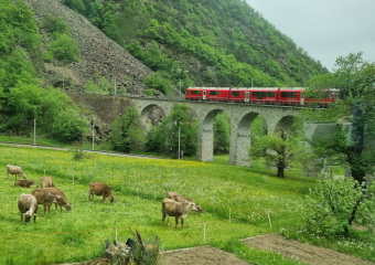 Bild Bahnerlebnis Schweiz - zwischen hohen Gipfeln und malerischen Seen Reisebericht